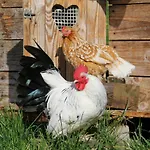 Feldlhof
